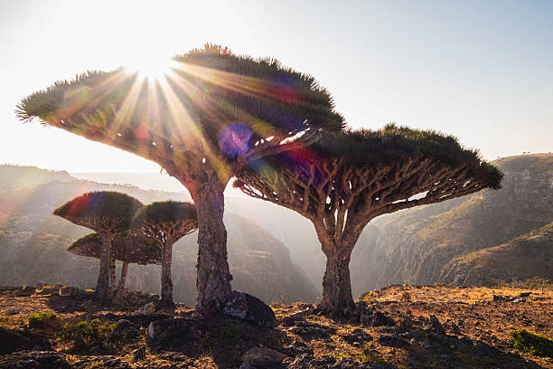Yemen